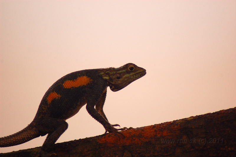 DSC_0564.JPG - Kribi