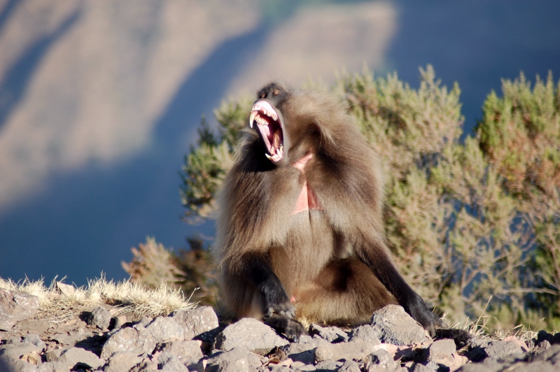 DSC_1560.JPG - Simien mountains