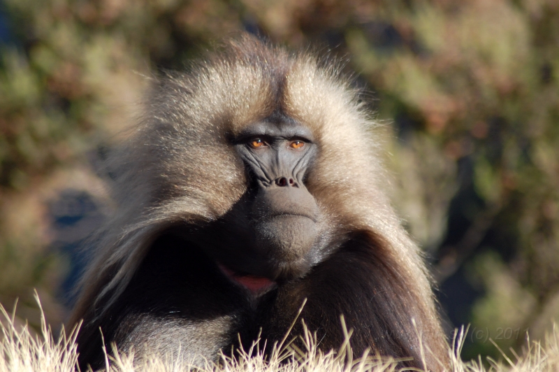 DSC_1577.JPG - Simien mountains