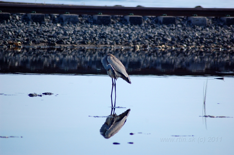 DSC_1919.JPG