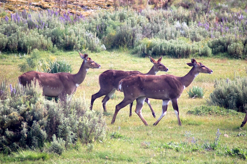 DSC_2201.JPG - Bale Mountains National Park