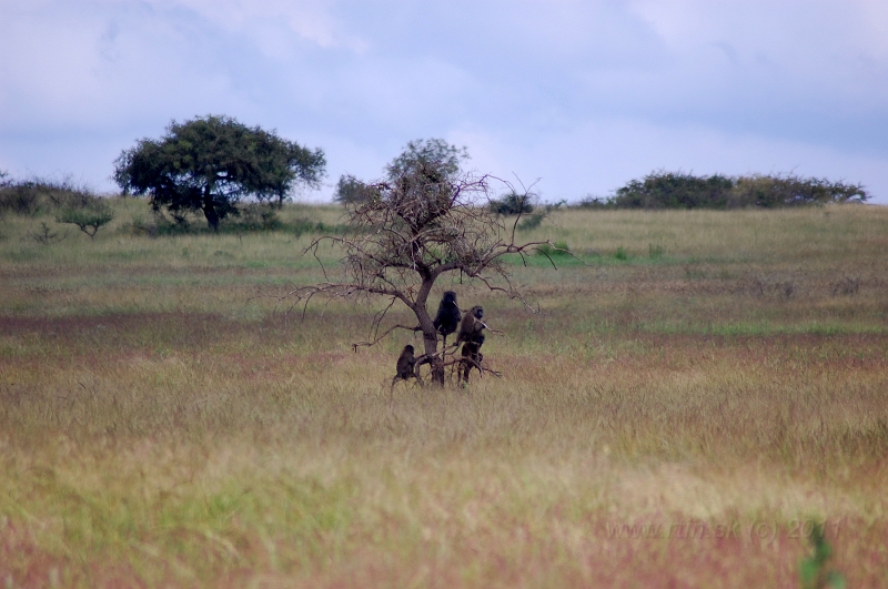 DSC_2362.JPG - Nechisar national park