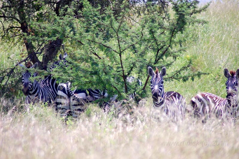 DSC_2364.JPG - Nechisar national park