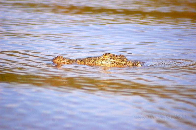 DSC_2528.JPG - Chamo lake  /  Jazero Chamo
