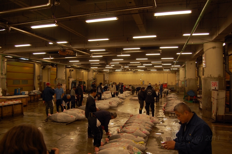 DSC_5984.JPG - Thuna auction, Tsukiji market