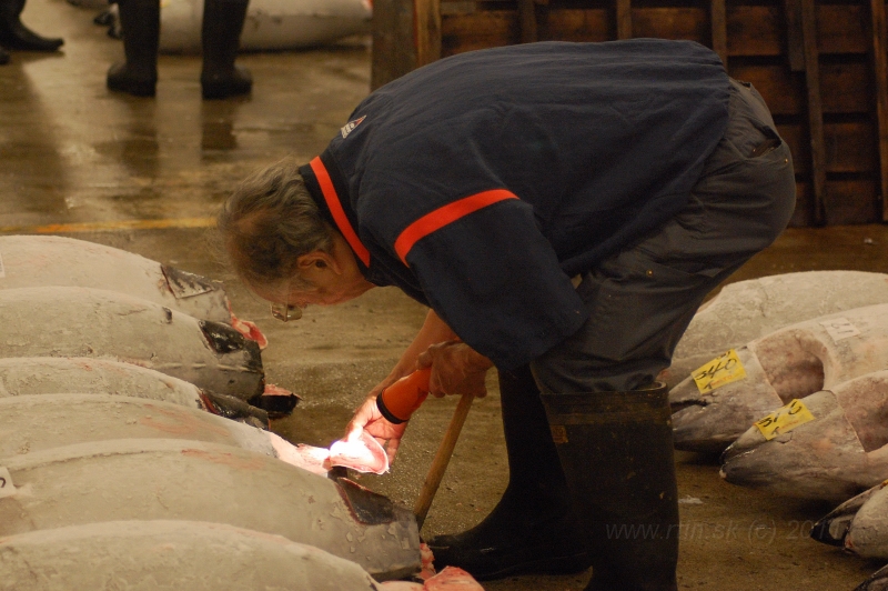 DSC_6029.JPG - Thuna auction, Tsukiji market