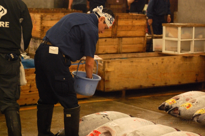 DSC_6080.JPG - Thuna auction, Tsukiji market