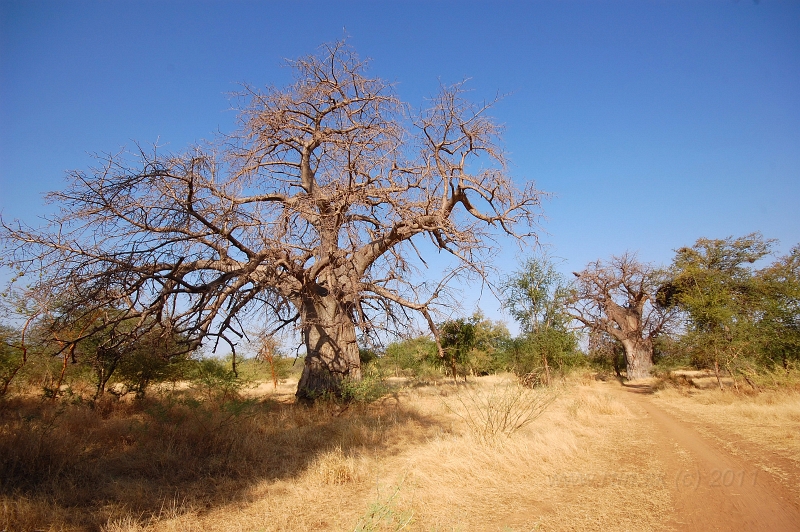 DSC_6305.JPG - baobab