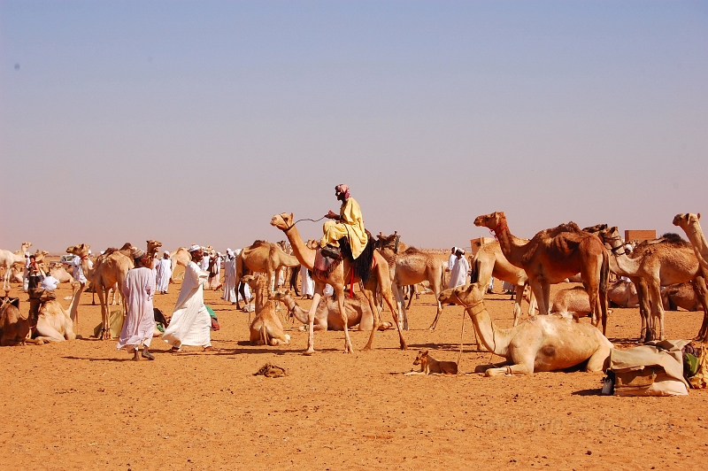 DSC_7000.JPG - Camel market, Obdurman
